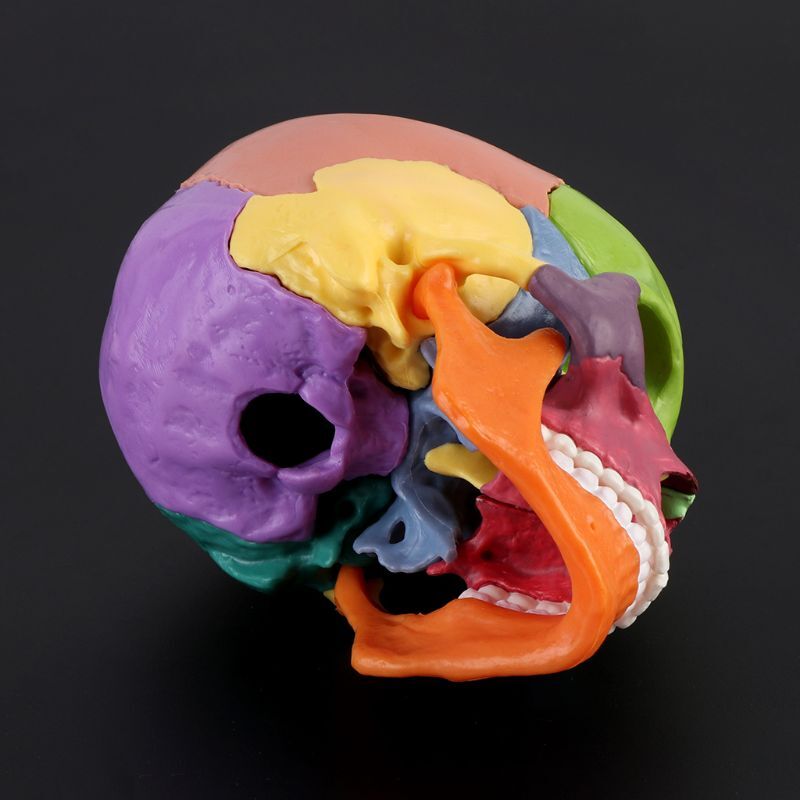 15 unids/set desmontado Color cráneo anatómico modelo desmontable médico Teachi