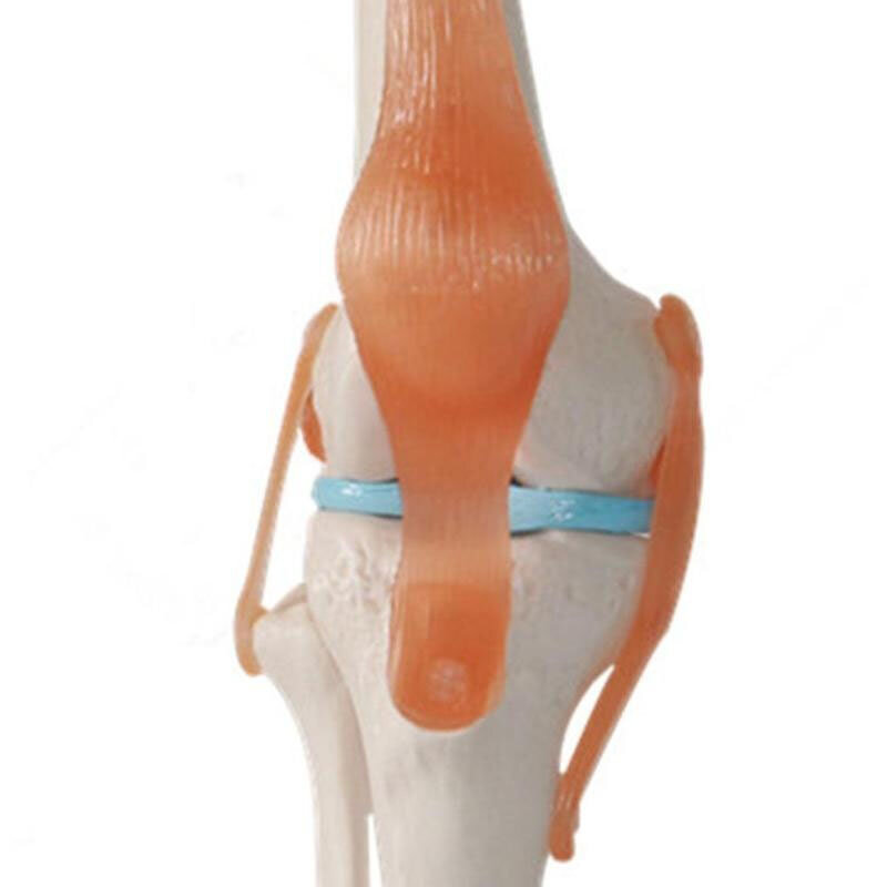 Dropshipping delle risorse di insegnamento di scienza medica del modello di anatomia dell'articolazione del ginocchio umano a grandezza naturale 1:1