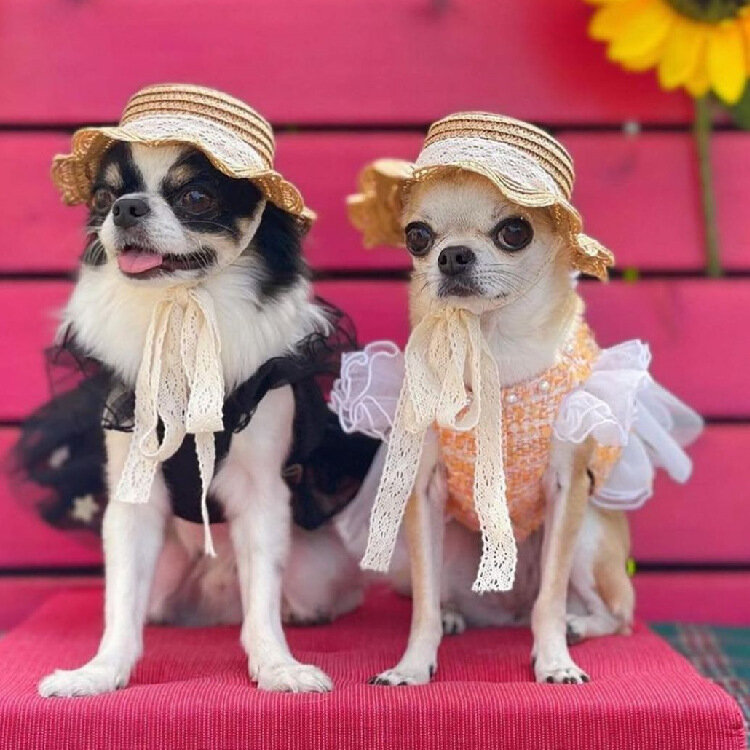 Sombrero de encaje para mascotas, ropa bonita para gatos y perros, ideal para el verano, novedad de 2023