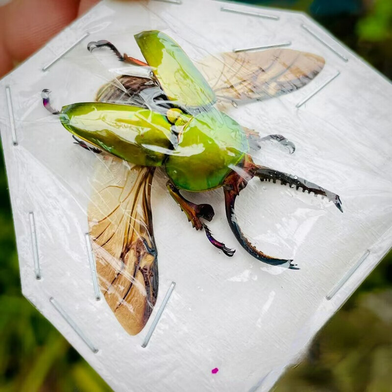 Lamprima adolphinae ama raccogliere campioni di insetti veri artigianato fai da te piccoli ornamenti fotografia puntelli decorazioni per la casa