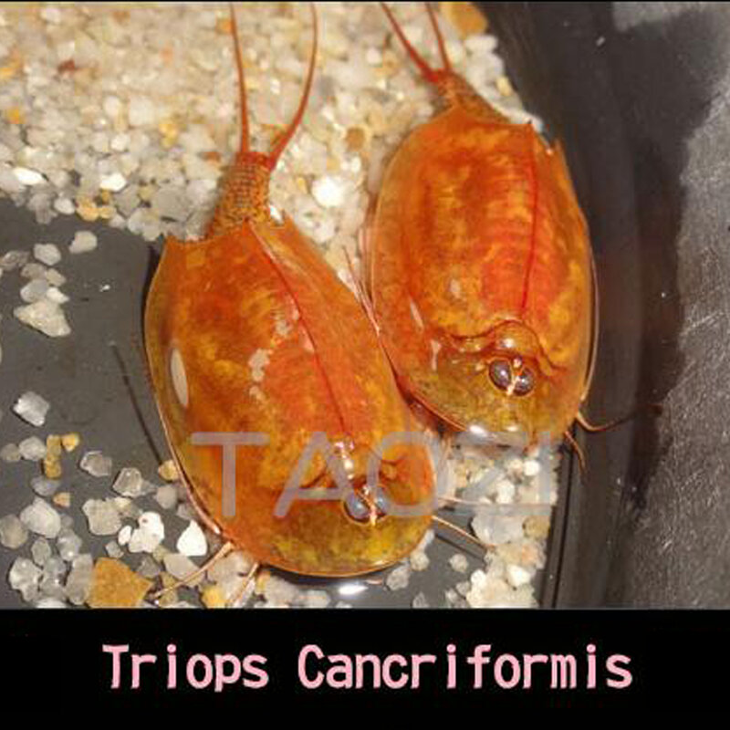 45 jaj/partia 2024 80 MM długości Triops Cancriformis Eggs prehistoryczne zwierzęta akwariowe Triop Egg świąteczne zabawki naukowe dla dzieci nowości
