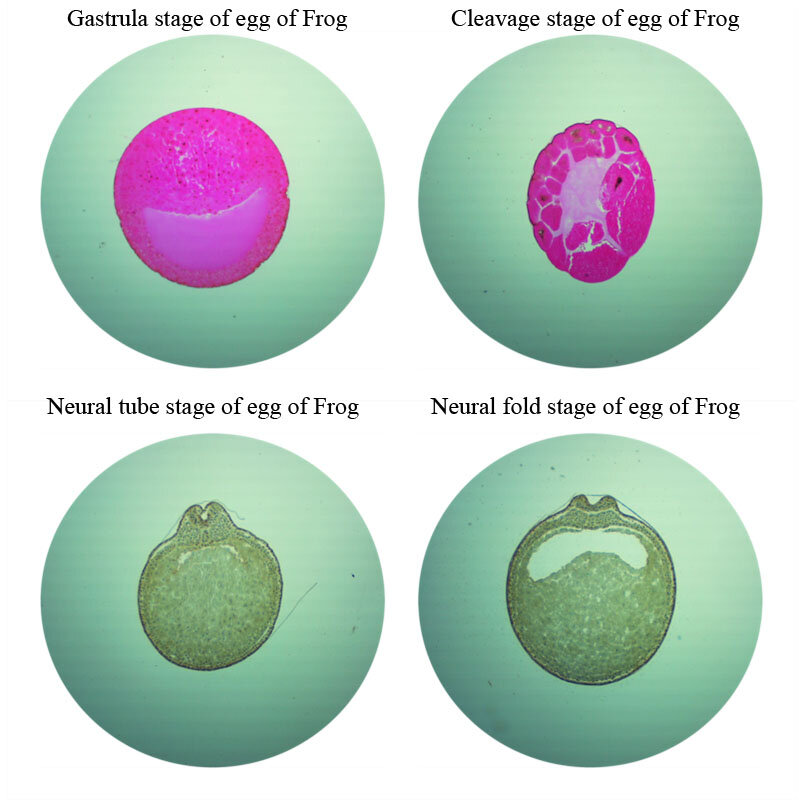 25 Buah/Set Katak Embrionik Mengembangkan Embrio Disiapkan Slide untuk Mikroskop