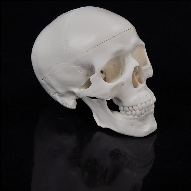 جمجمة رأس الإنسان المصغرة ، نموذج التدريس الطبي ، التشريحية ، مريحة