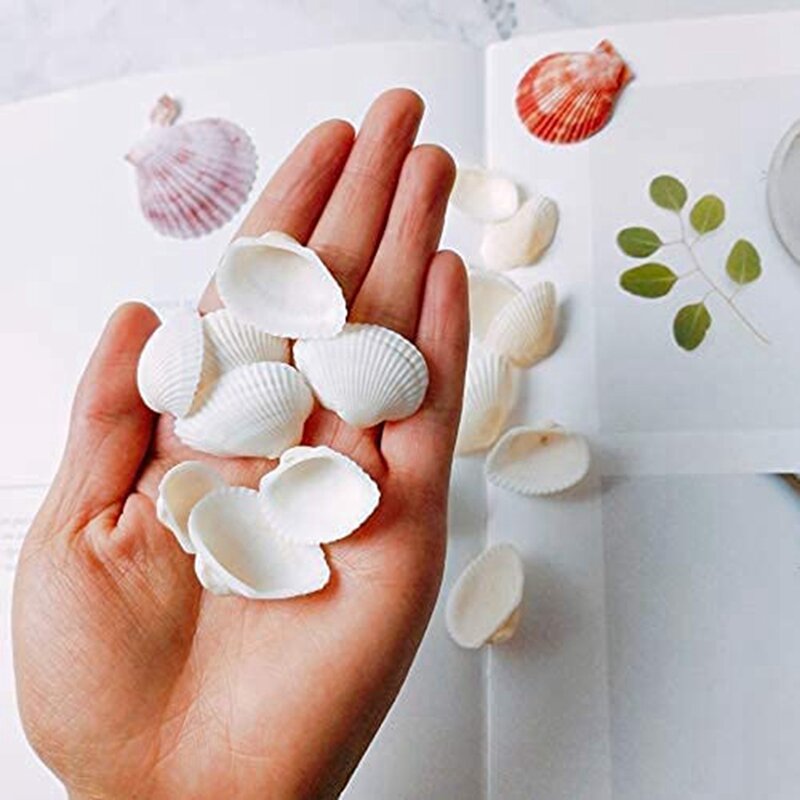 25Pcs Natural Scallop Shell, Special For Handmade DIY Creative Production Handmade DIY Creative Coloring Shell
