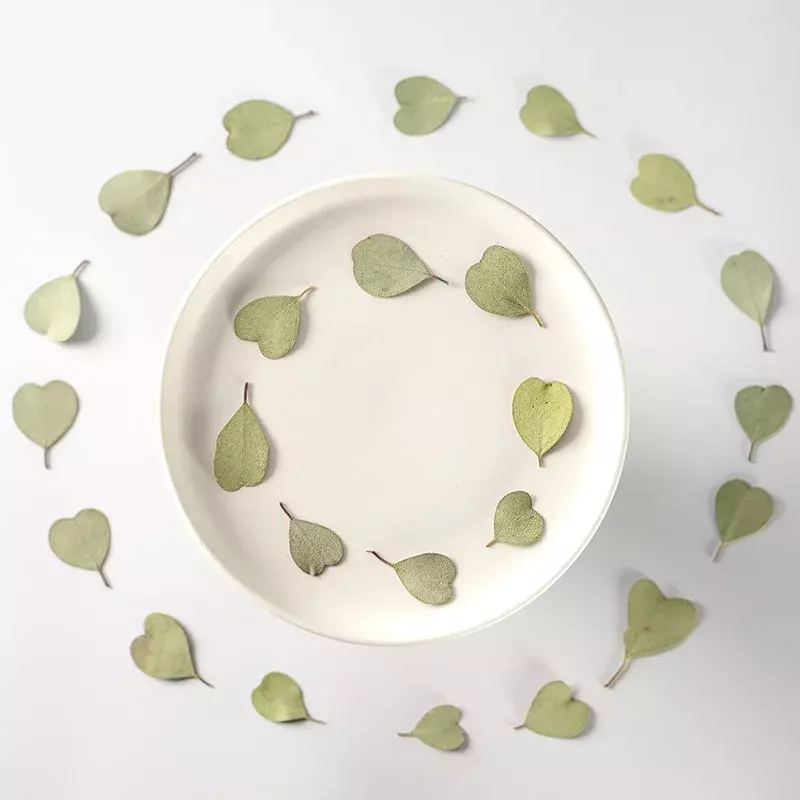 Feuille d'eucalyptus en forme de cœur, 2.5-4cm/12 pièces, feuilles pressées à fleurs sèches naturelles, cire d'aromathérapie manuelle, signet de noël pour mariage