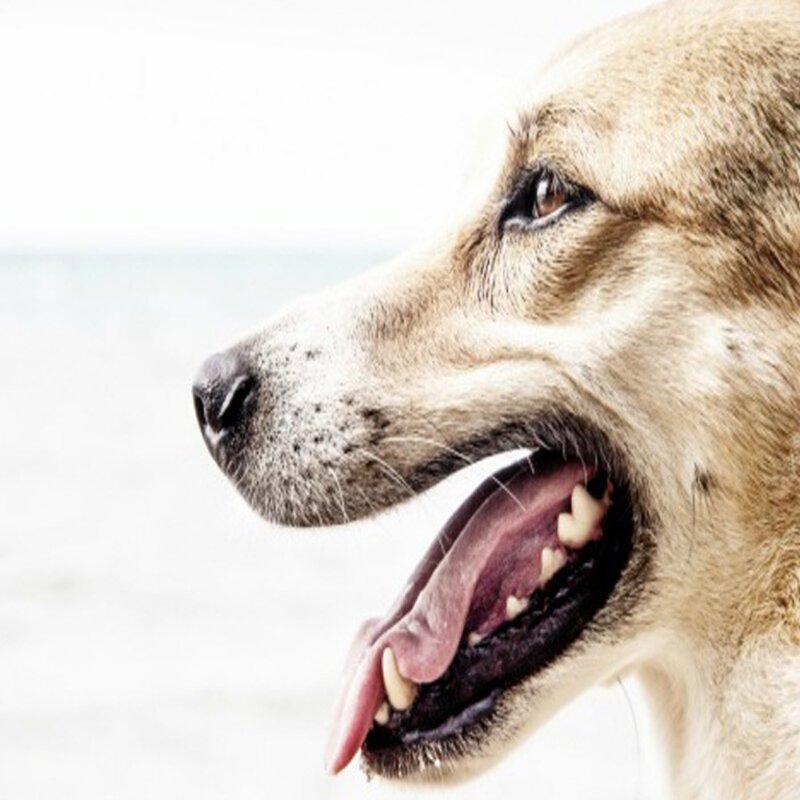 Herramienta de limpieza de dientes de acero inoxidable para perros, Mango antideslizante, removedor de cálculo Dental de doble cabeza, cepillo de dientes antioxidante para mascotas