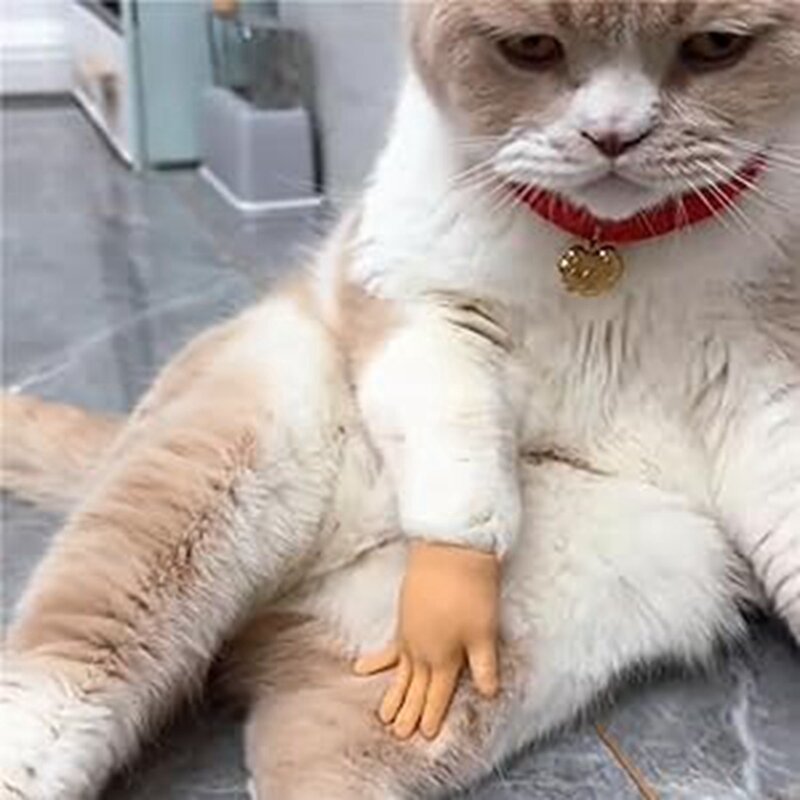 Berinteraksi dan bermain dengan kucing, bermain dengan cakar kucing, sarung tangan kertas batu, lucu Prank sarung tangan kucing karet lembut