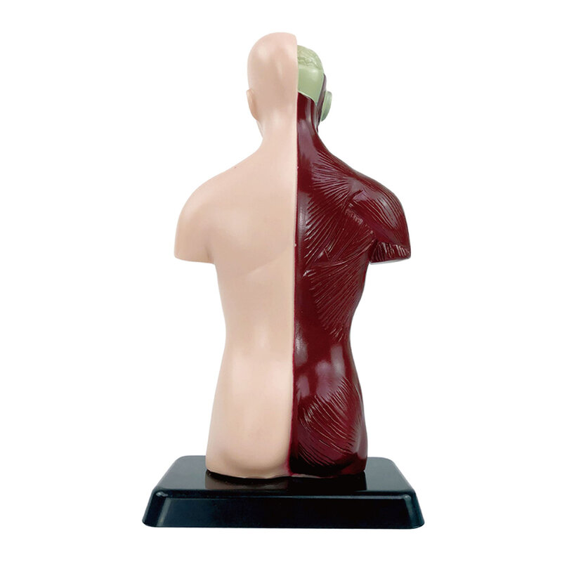Modelo Anatomys humano de órganos extraíbles, modelo de juguete ligero portátil para oficinas de estudio en casa