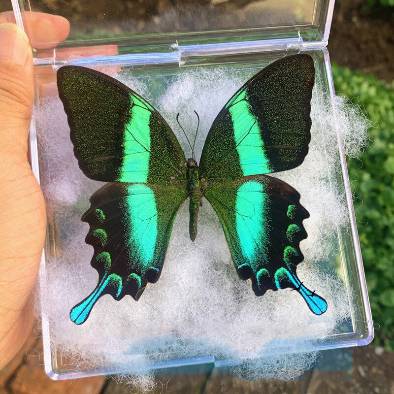 Naturalne prawdziwe okazy motyla rzadkie i wykwintne okazy do dekoracji wnętrz kolekcja w nauczaniu specjalnych prezentów