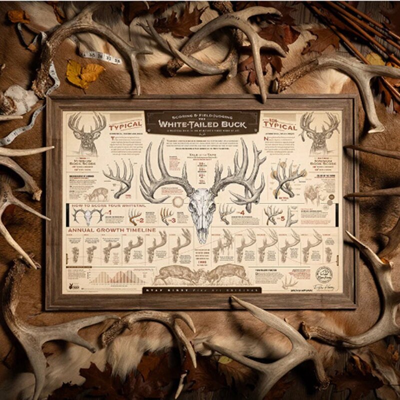 "Croissance et maturité du buck à queue blanche", impressions sur papier, durable, 46x30,5 cm