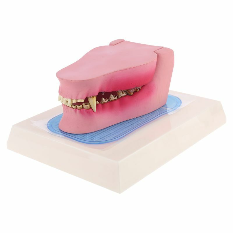 Modelo de diente de perro transparente modelo de diente anatómico enseñanza demostración Canine