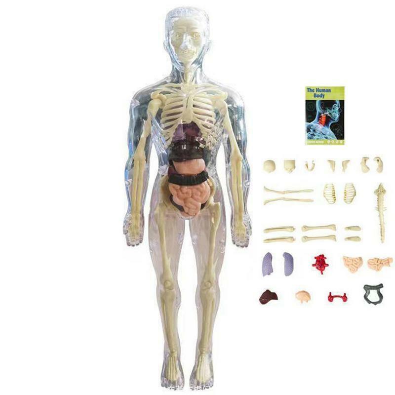 نموذج جسم الإنسان المرئي ثلاثية الأبعاد للأطفال ، هيكل عظمي واقعي ، تجميع التشريح ، طقم العلوم التعليمية ، لعبة دمية