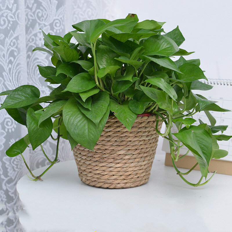 Плетеная соломенная корзина для цветочных растений, посадочная корзина для травы, комнатные и уличные контейнеры для растений
