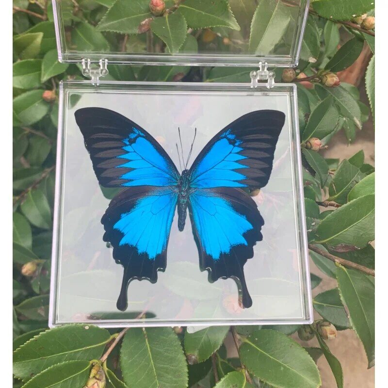 Kupu-kupu asli alami spesimen langka dan spesimen indah transparan kotak campuran kupu-kupu untuk koleksi pendidikan Rese
