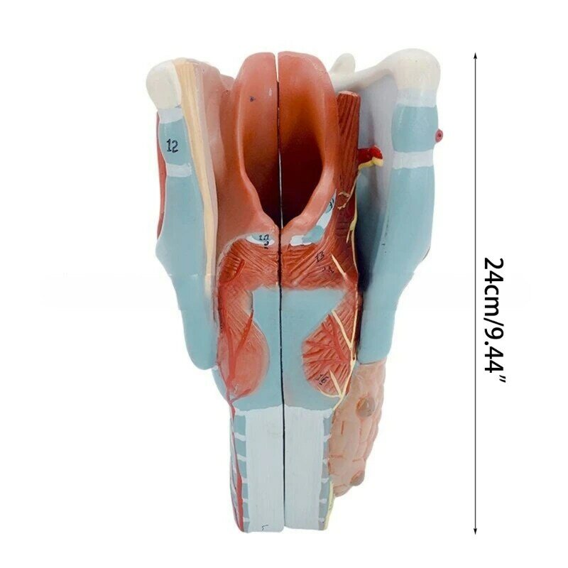 2x 拡大人間の喉の解剖学モデル、疾患研究用、解剖学的喉頭モデル喉の解剖学モデル教育小道具
