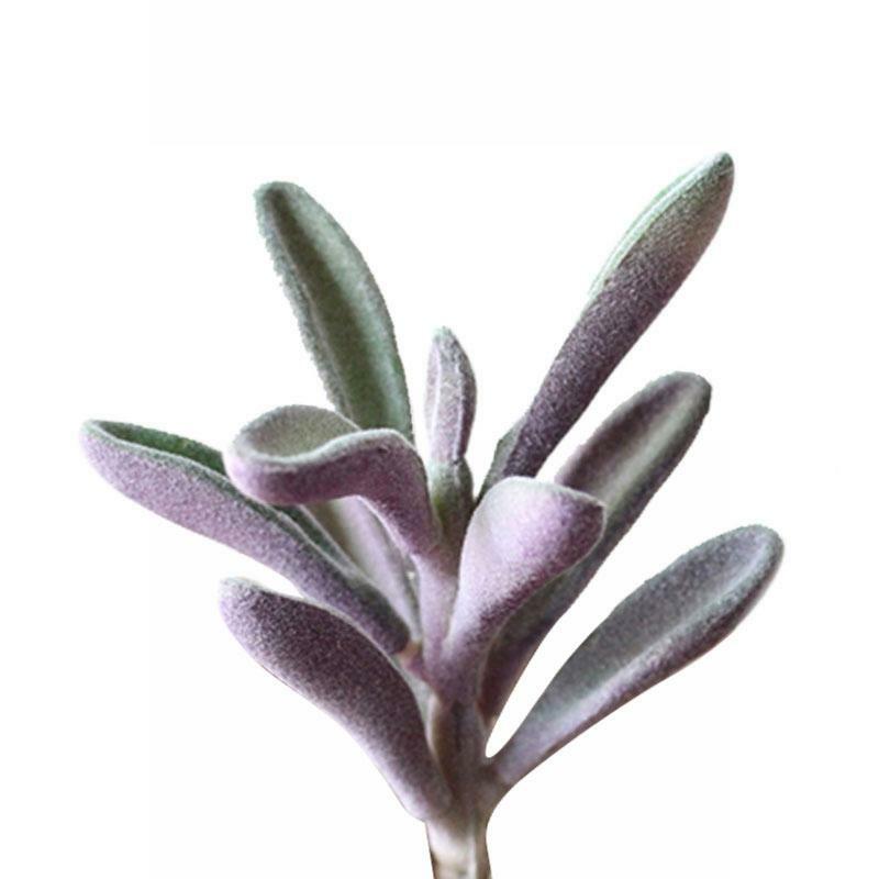 Suculentas flocadas artificiais mini plantas falsas, realista texturizado, fofo, cabeça sem vaso