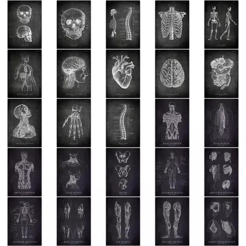 25pcs Anatomical Skeleton Chalkboard Stickers For Laptop PVC Water Bottle Toy Medicine Student Gifts Waterproof Decal