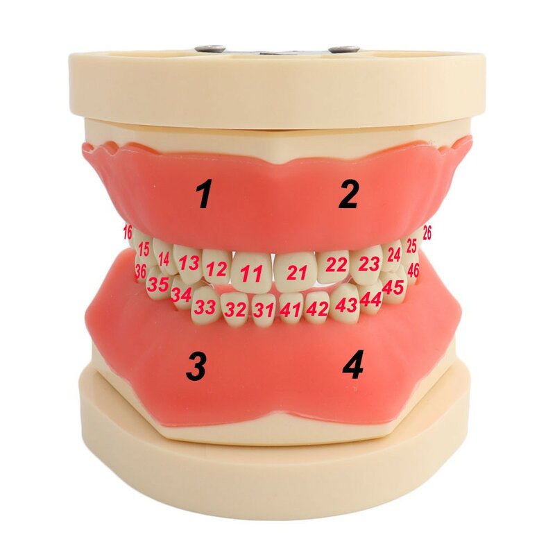 Modelo dental dentes modelo apto criança frasaco dental modelo de ensino modelo de demonstração dente para criança 24 pçs dentes disponíveis