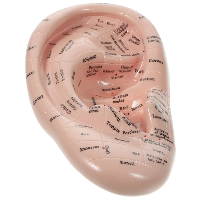 Auricular Model Massager Acupoint Learning Tool Teaching Massage Massaging Chinese Tools