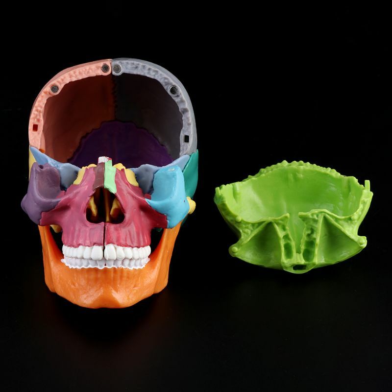 15 шт./компл. разобранная цветная анатомическая модель черепа, съемная медицинская модель
