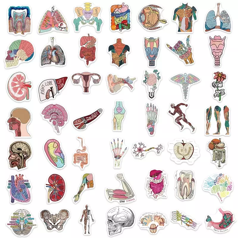 人間の解剖学ステッカー,トーキョクサー,ラップトップ,ギターの装飾,50個