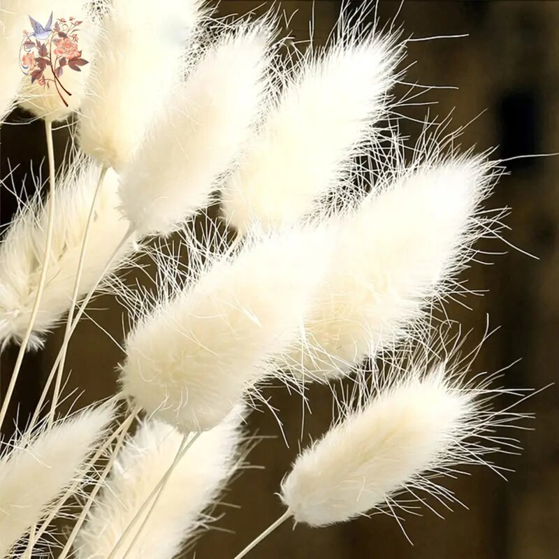 60 pz Mix coda di coniglio erba naturale Lagurus Ovatus pampa Bouquet di fiori secchi decorazione floreale di nozze casa foto puntelli Decor