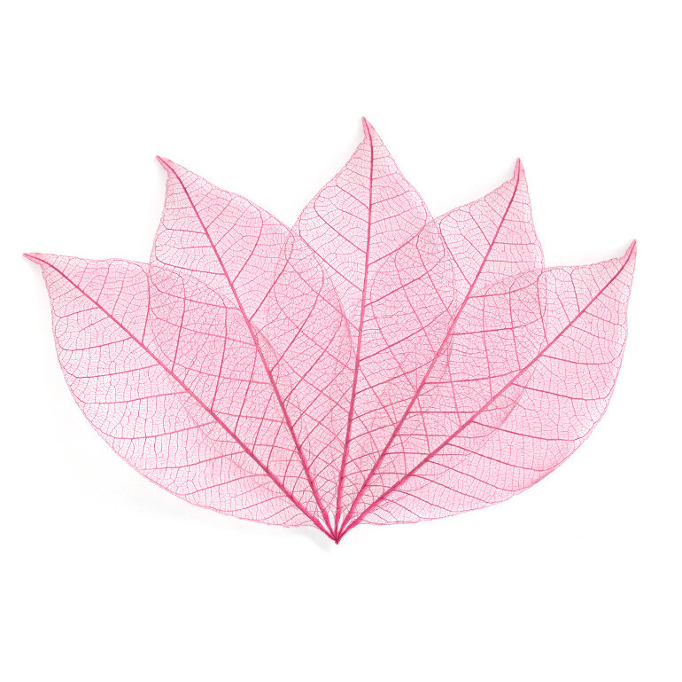 Aqumotic-guirnalda de hojas secas prensadas, decoración de follaje de 20 piezas, imágenes artísticas, marcapáginas, notas