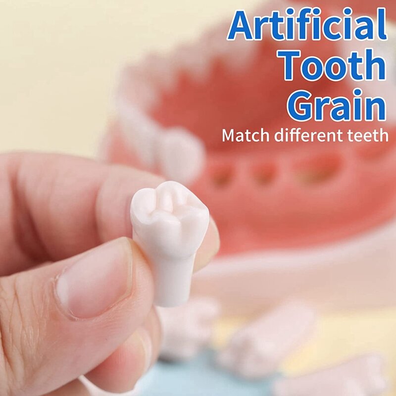 Dentes removíveis modelo para Typodont, uso para prática e ensino, 64pcs
