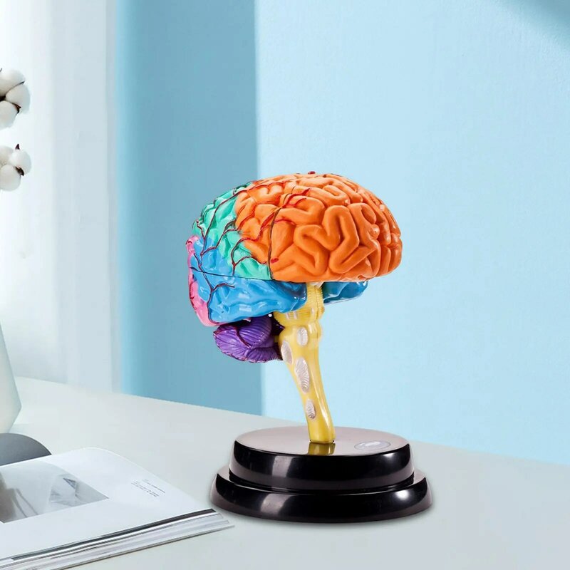 Finely Crafted Human Brain Structure Model Premium PVC For Neuroscience Teaching Wide Application