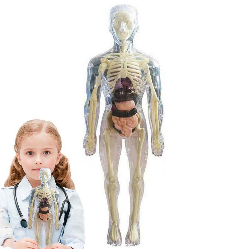 Visible Human Body Model Soft Human Body Realistic Anatomy Doll Removable Organ 3D Human Body Model For Kids Education Toys