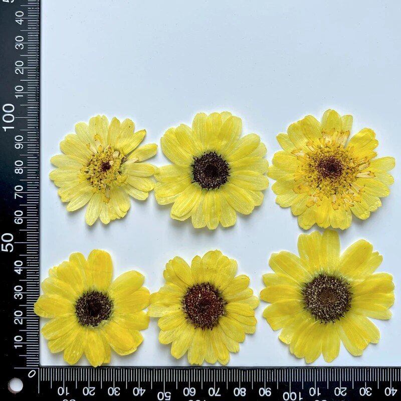 3-5cm/60 pces, pétalas de girassol naturais pressionou flores minúsculas por atacado cola que deixa cair o espécime seco da planta da caixa do telefone celular da flor