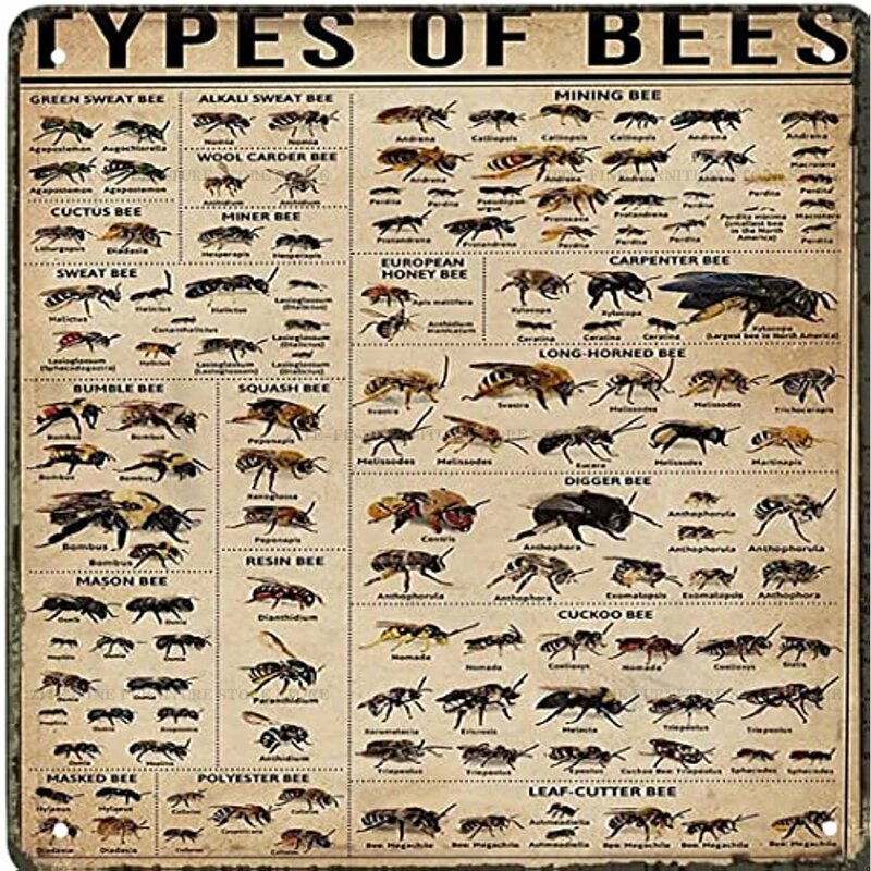 Sinal de estanho vintage poster de parede tipos de abelha poster, tipos de cartaz de abelha, conhecimento cartaz, amante de abelhas, poster de parede 8x1 2 Polegada