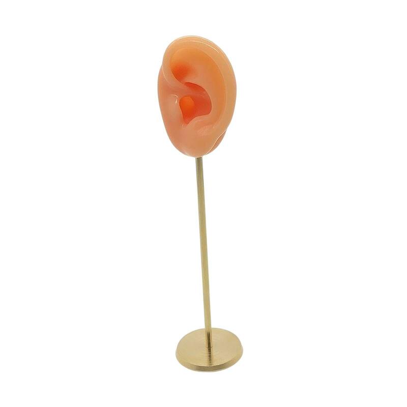 Silicone Ear Molds Earring Display Stand Teaching Demonstration Tool Hearing Aids Display Stand