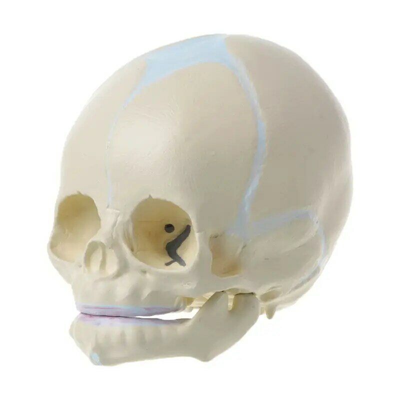 1: 1 Modelo de Esqueleto Anatômico de Crânio Médico Infantil Fetal Humano para Ensino Su