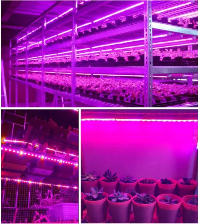 Lampu tumbuh LED spektrum penuh USB tumbuh Strip cahaya 0.5m 1m 2m 2835 Chip LED lampu Phyto untuk tanaman bunga rumah kaca hidroponik