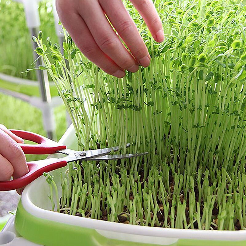 Vassoio di germinazione vassoio di germinazione dei semi vassoio per piantine vassoio per semi di erba di grano piantare coltivazione fuori suolo vaso per piantare