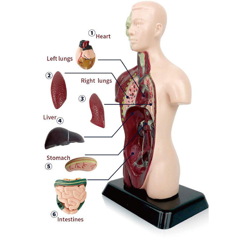 이동식 장기 인체 해부학 모델, 가정 학습 사무실용 휴대용 경량 장난감 모델