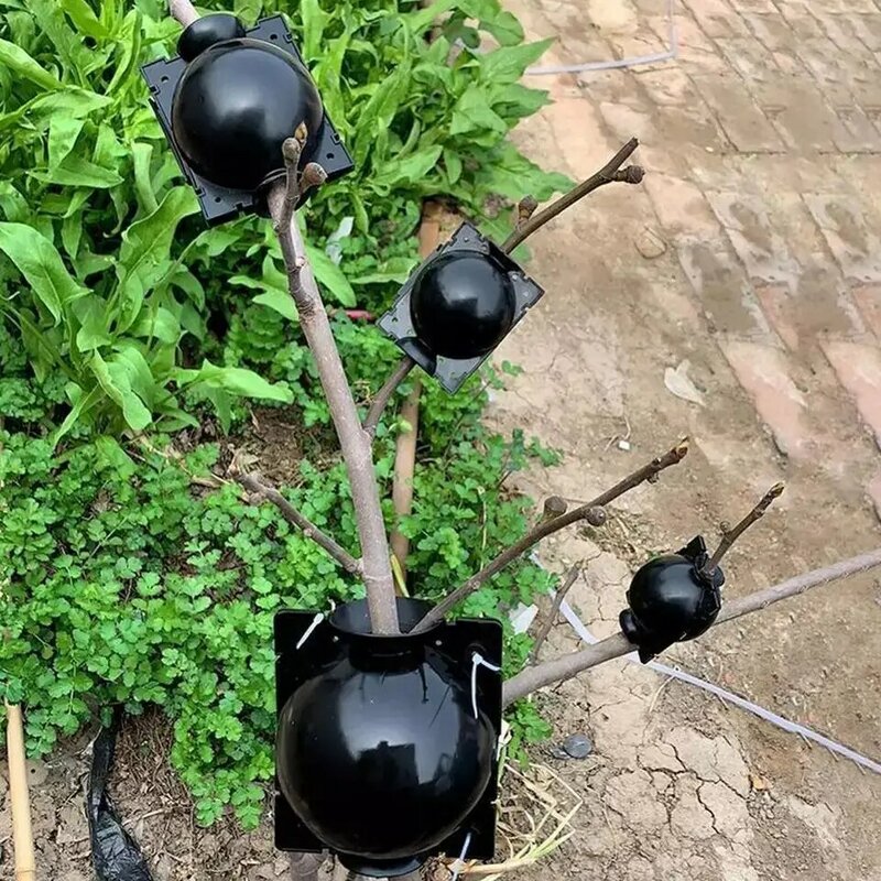 10 pz riutilizzabile pianta radice crescente scatola taglio innesto radicazione palla giardino radicazione propagazione palla S attrezzature per l'allevamento