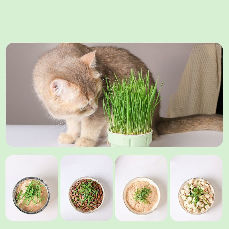 Przekąska dla kota sadzenie mięty hydroponiczne kiełki dla kota rosnąca traysadzenie pucharka do trawy dla kota domowego