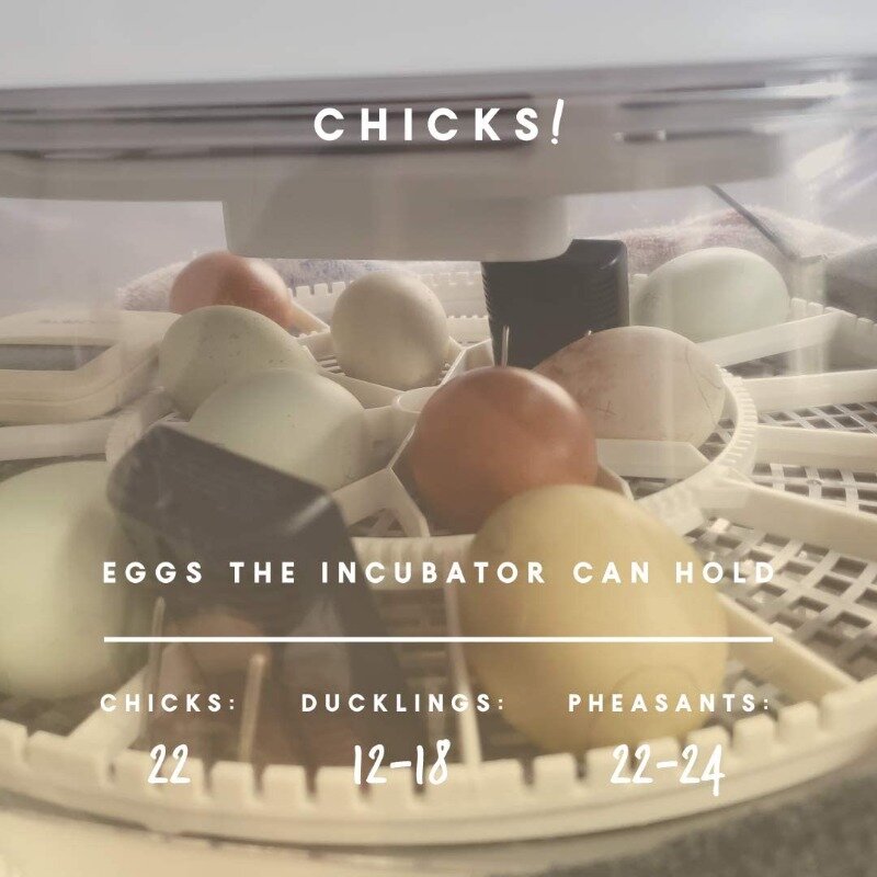 Nurture Right incubadora de huevos para incubar pollitos, sostiene 22 huevos, girador de huevos automático con temperatura y humedad