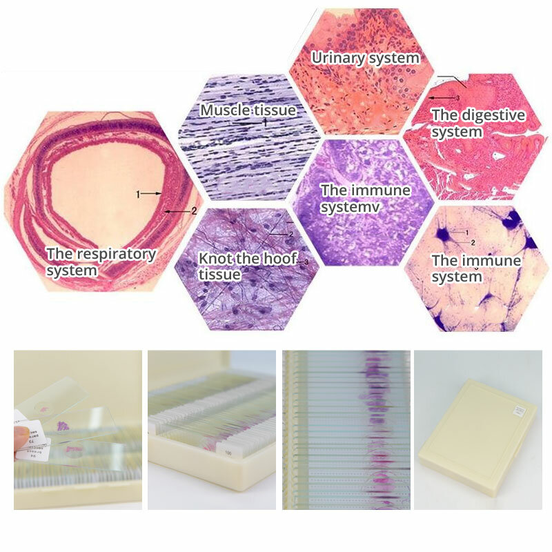 Seções do tecido humano Histologia Espécime preparado, Slides do microscópio, tecido normal, cromossomas do embrião, 100 PCes