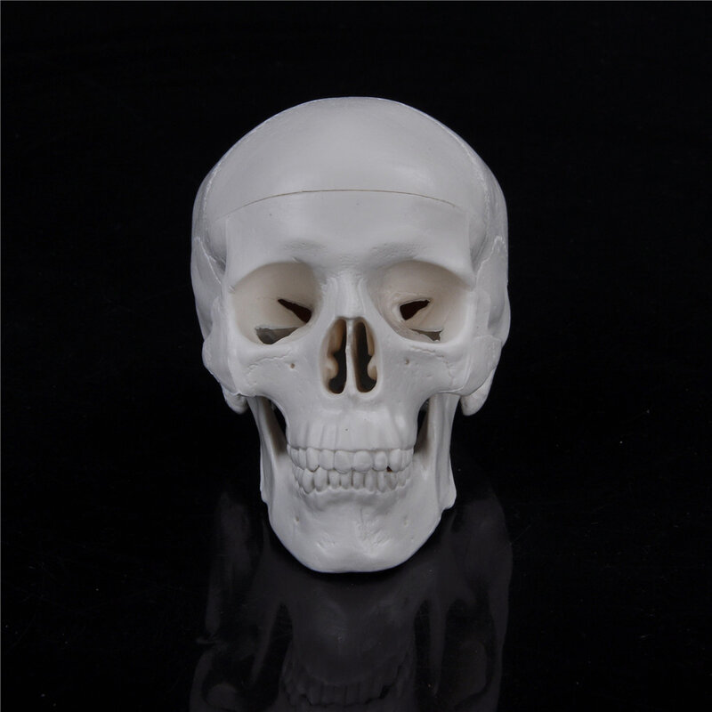 Modelo Médico de cabeza de anatomía anatómica humana, Mini cráneo de enseñanza conveniente