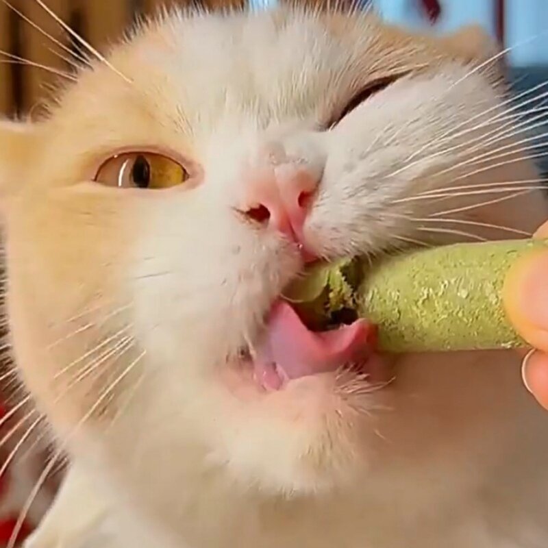 Natural Grass Stick Small Animals Treats Toy Kitten Cat Mouth Healthy Chew Toy Drop Shipping
