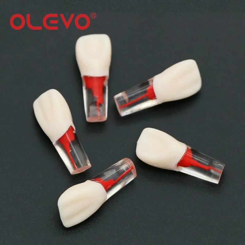 OLEVO-limas de pulpa de endodoncia para dientes dentales, bloques de práctica endodóntica, modelo de resina transparente, Material de Odontología de 10 tamaños, M8006