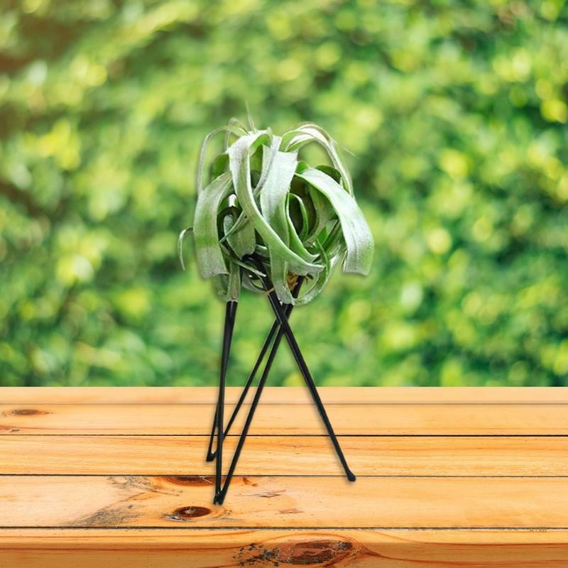 41XB Держатель для воздушных растений Металлическая подставка для цветочного горшка Геометрическая железная витрина Tillandsia