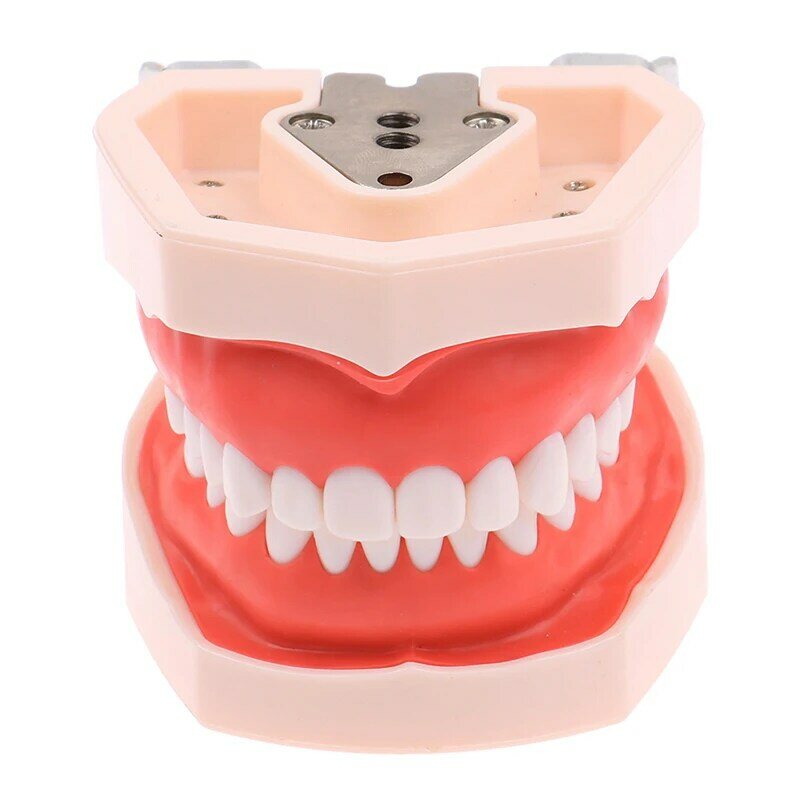 1PC 28 Teeth Model Dental Model Training  Model For Dental Technician Practice Teaching Teeth Dentistry Equipment