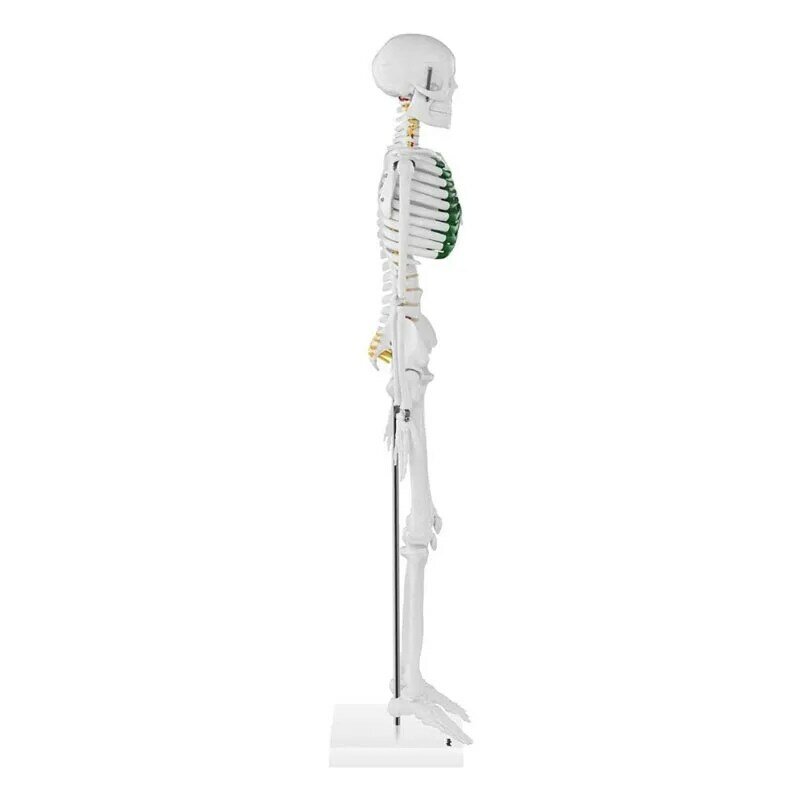 نموذج هيكل عظمي بشري مع ذراع وساق مرنة ، تشريح للبحوث الطبية ، أداة التدريس الطبي ، 85 *