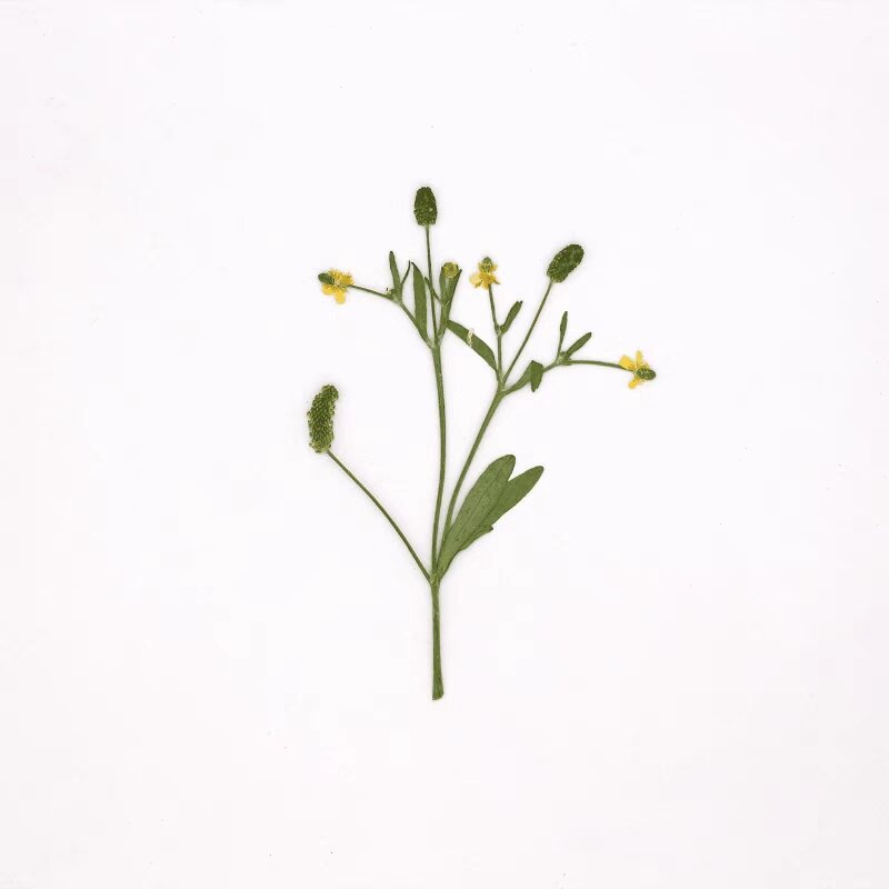 Ranunculus sceleratus L, 60 piezas, herbario de flores, resina epoxi, joyería, marcapáginas, Marco, caja del teléfono, lámpara de maquillaje