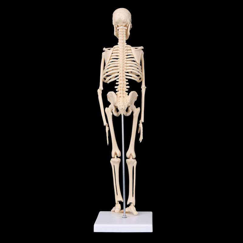 Анатомическая модель, 45 см