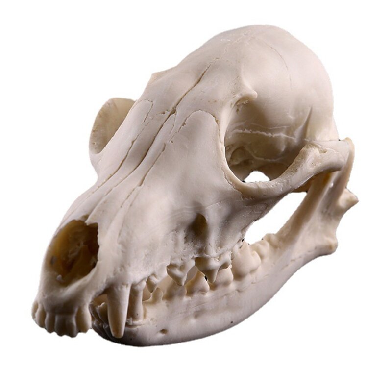 Ossa realistiche Teschio per testa Campione scheletro in resina Modello Puntelli Halloween Forniture orribili Decorazione